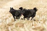 SCHIPPERKE 451